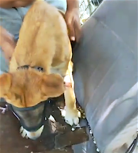 Este perrito recibió un disparo de un policía y su familia no tiene dinero para cubrir los gastos veterinarios