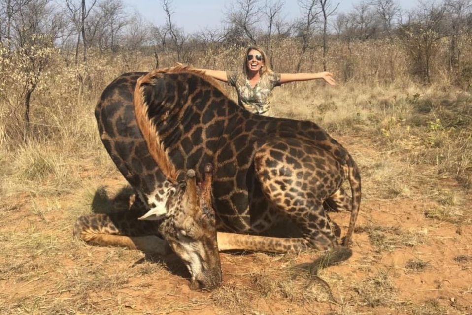 La cazadora más odiada de la redes se exhibe con el cadáver de una jirafa negra