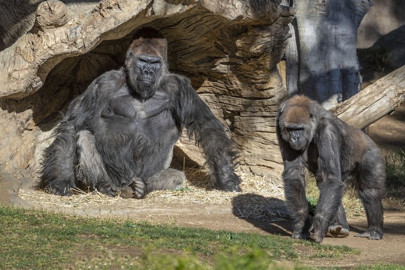 Gorilas en su hábitat en el zoológico de San Diego, en Escondido, California, el domingo 10 de enero de 2021