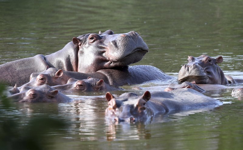 Los hipopótamos de Pablo Escobar flotan en una laguna de la Hacienda Nápoles que perteneció a Pablo Escobar