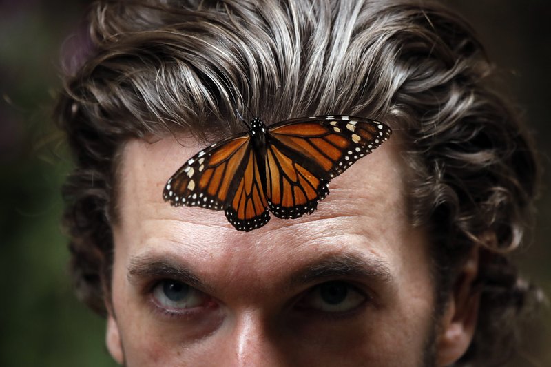 una mariposa monarca se posa en la frente de un hombre en la reserva de Amanalco de Becerra, en México