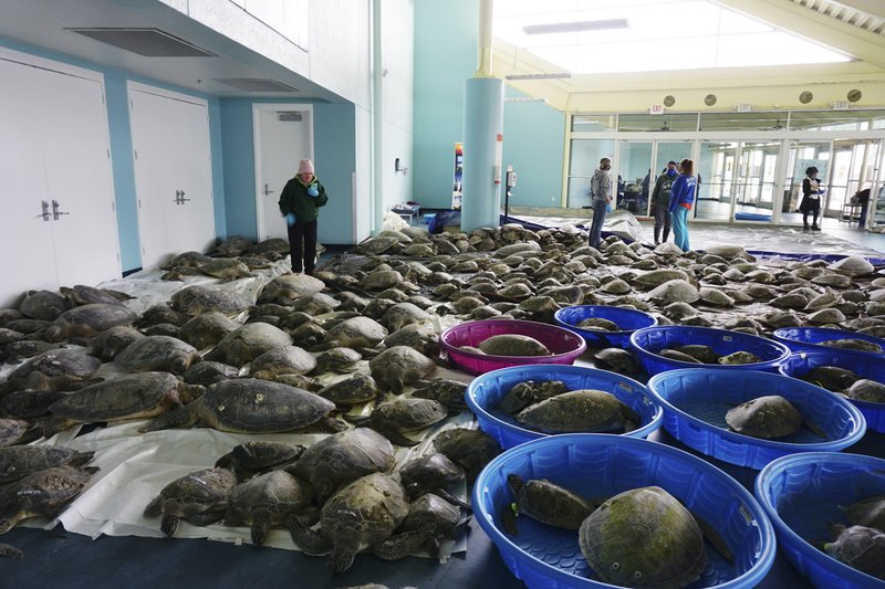 Miles de tortugas verdes del Atlántico y tortugas loras aturdidas por las bajas temperaturas se recuperan en el Centro de Convenciones de South Padre Island, Texas