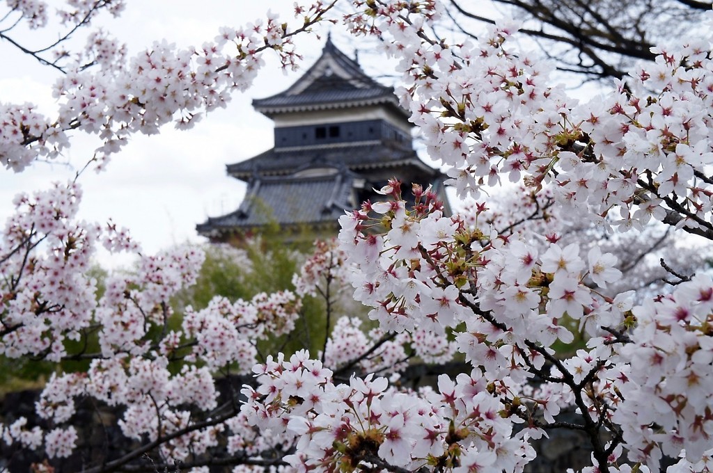 Cerezos en flor en Japón