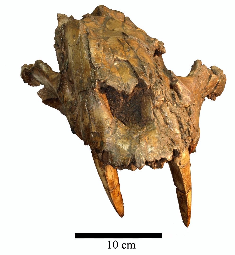 Cráneo de Homoterium venezuelensis