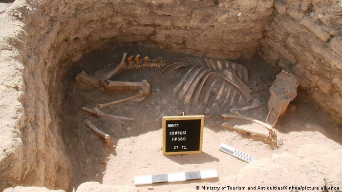 Un esqueleto de animal desenterrado