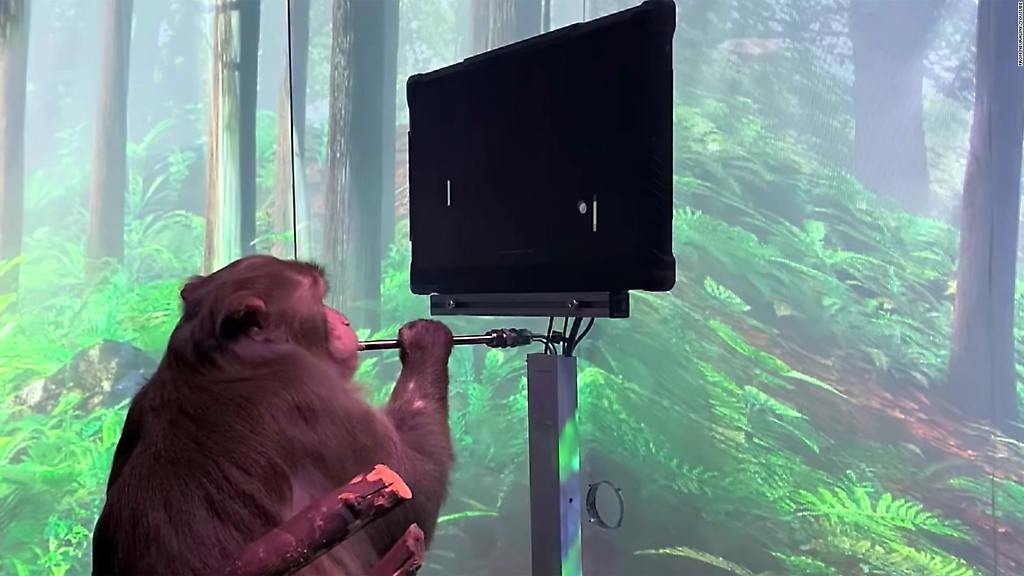 Un mono está literalmente jugando un videojuego telepáticamente usando un chip cerebral, Musk tuiteó triunfalmente