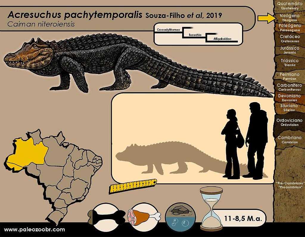 Primer registro para Venezuela de un cocodrilo con cuernos (Acresuchus pachytemporalis)