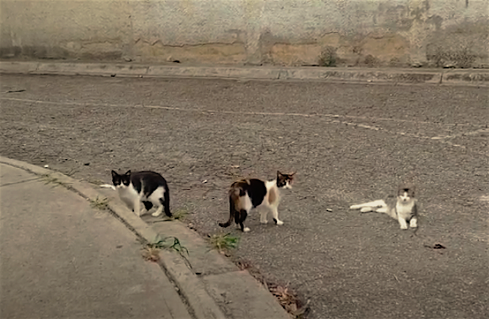 Estos gatitos sobreviven gracias a un grupo de proteccionistas de Montalbán
