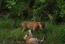 Jaguares de Venezuela