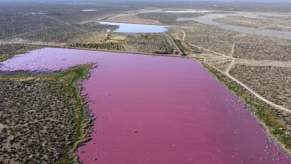 Las aguas de la laguna Corfo son rosadas en Trelew, provincia de Chubut, Argentina