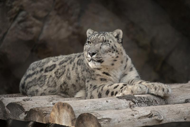 Ramil, un leopardo de las nieves, descansa en su recinto en el Zoológico de San Diego