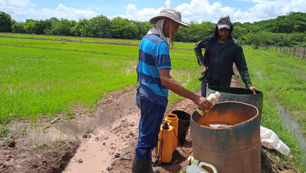 trabaja en la inspección y producción de nuevos cultivares de maíz en Aragua