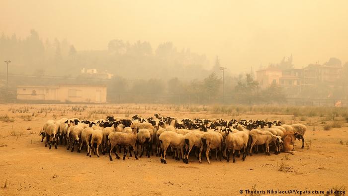 Ovejas buscan protegerse del humo y el calor en extensos incendios forestales en Grecia, aquí en la isla de Euböa, a 160 km al norte de Atenas
