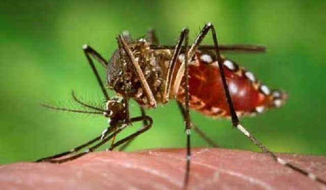 Mosquito Aedes Aegypti, transmisor del dengue
