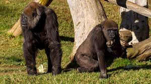 Gorilas en zoológico (referencial)