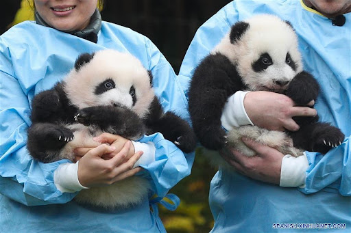 Pandas gemelos (referencial)