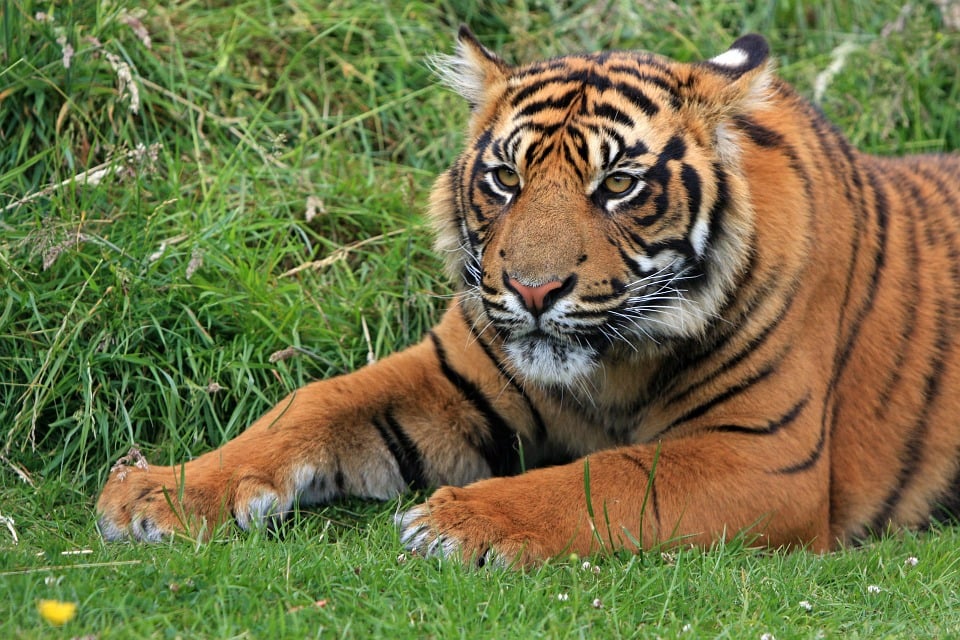 Los tigres están en peligro de extinción en todas las áreas, desde Rusia hasta la Indi