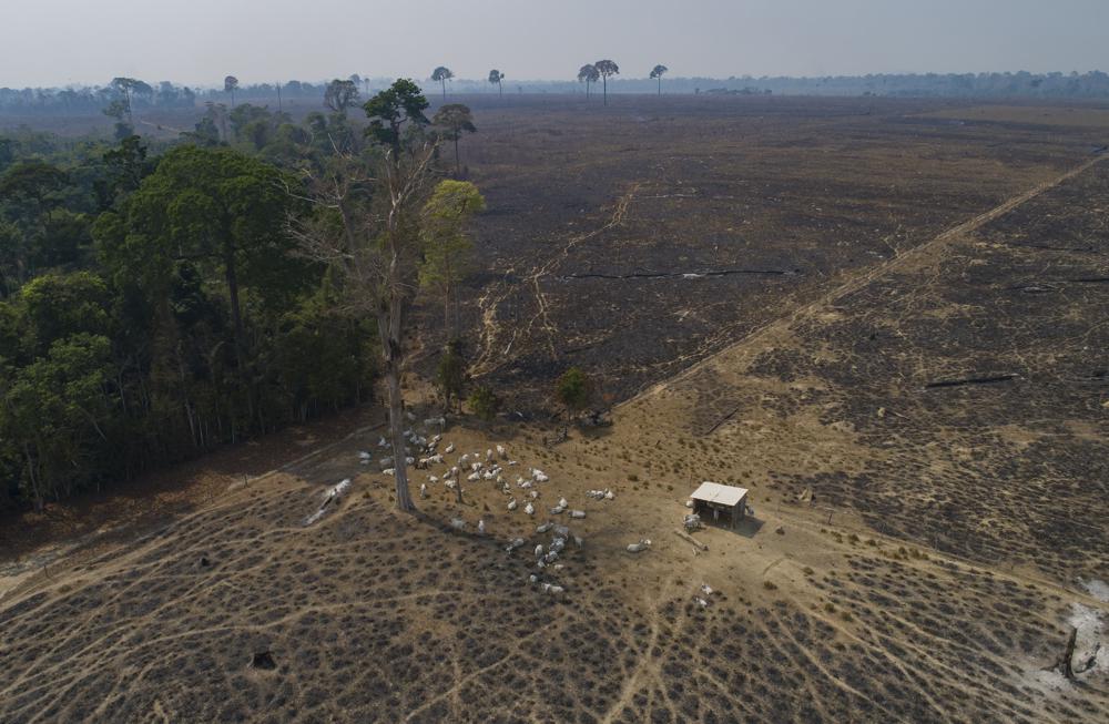 Imagen donde se ve ganado en tierras que fueron taladas y quemadas recientemente por ganaderos cerca de Novo Progresso, en el estado de Pará, en Brasil