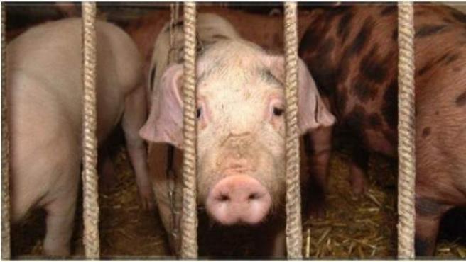 Cerdos en una granja en Reino Unido