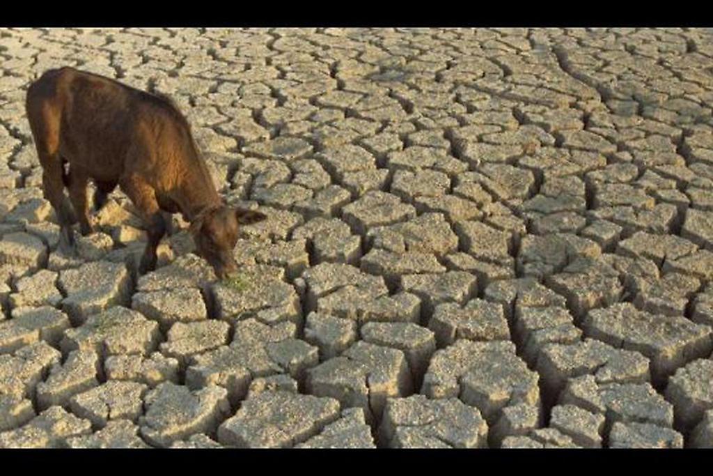 Animales se enfrentan a la escasez de agua