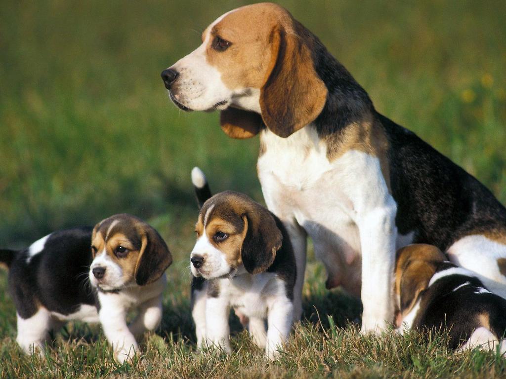 Perra Beagle con sus cachorros (referencial)