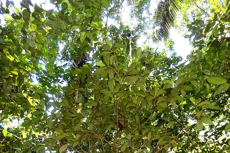 Árbol misterioso recién descubiero en la selva amazónica