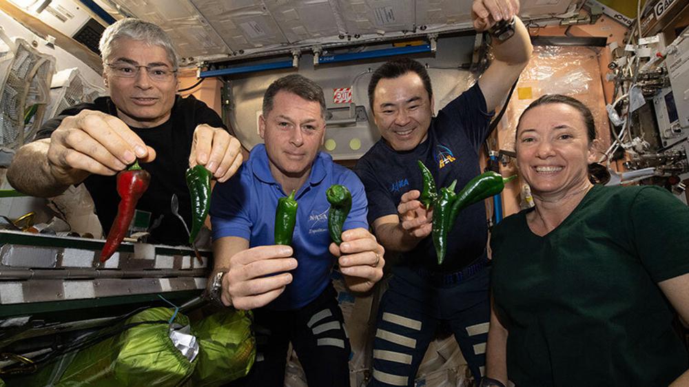 Fotografía proporcionada por la NASA de los astronautas, desde la izquierda, Mark Vande Hei, Shane Kimbrough, Akihiko Hoshide y Megan McArthur, posando con pimentones cosechados en la Estación Espacial Internacional el 5/11/2021