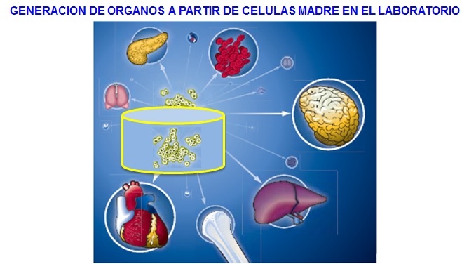 IVIC desarrolla investigaciones para crear órganos
