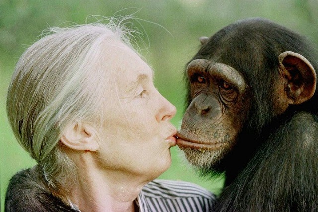 Jane Goodall, estudiosa de nuestros primos los chimpancés con los que tenemos muchas similitudes básicas