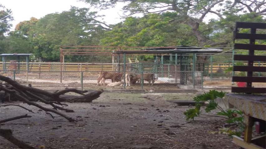 Veterinarios denuncian ataques contra animales en Aragua