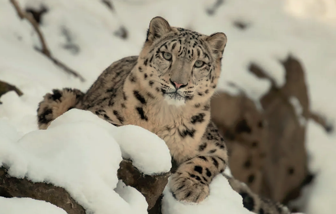 El tigre de la nieves está en peligro de extinción