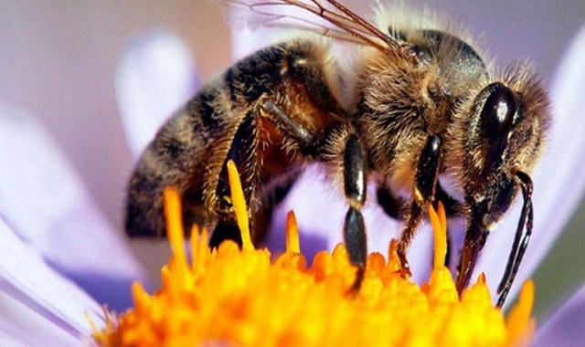 Al disminuir las abejas disminuye la polinización, lo cual afecta a la vegetación y es señal de los peligrosos cambios humanos que afectan al ambiente