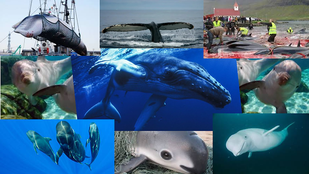 ¿Seguiremos los humanos empeñados en el exterminio de ballenas y delfines, como de tantos seres en el mundo?