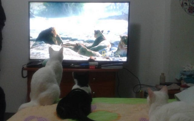 Gatos viendo muy atentamente a leones en la televisión