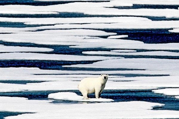 Un oso polar sobre un bloque de hielo que se derrite en el Estrecho de Franklin, Canadá, a unas 500 millas al sureste de Groenlandia.