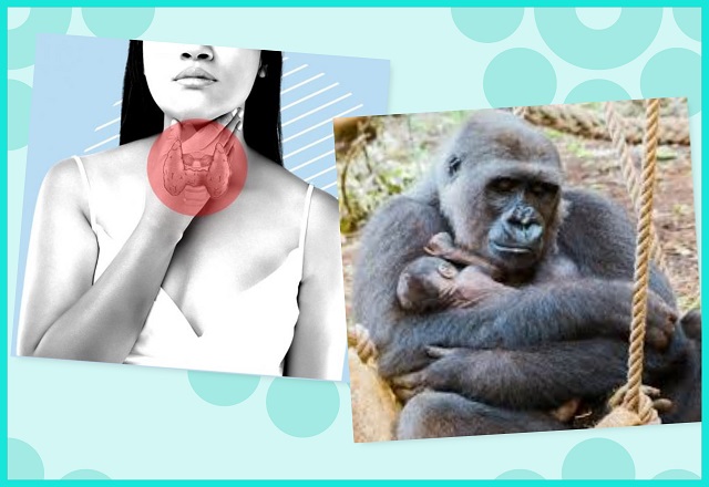 Es el Día Mundial de la Investigación contra el Cáncer y particularmente, el Día contra el Cáncer de Tiroides. Por otro lado, queremos destacar que es el Día Mundial del Gorila (primo de la especie humana), que está disminuyendo su población y en riesgo de desaparición.
