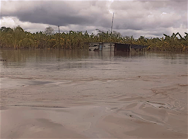 Plantaciones de plátanos a punto de perderse, piden dragado urgente al Río Chama