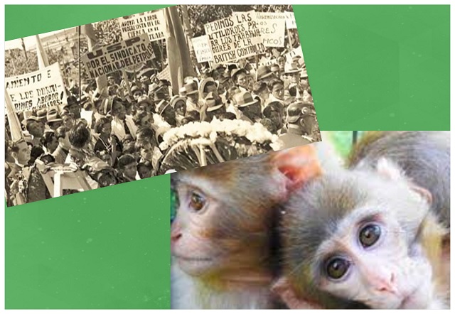 Imagen de movilización durante la huelga petrolera de 1936 en Venezuela, e imagen alusiva al Día Mundial del Mono