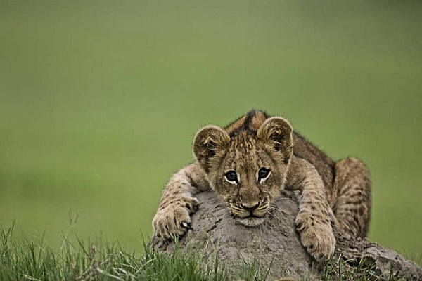 El pequeño felino es hijo de dos leones que fueron rescatados del tráfico ilegal de la fauna silvestre.
