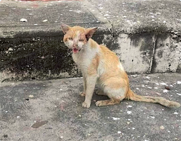 Este gatito clama por ser rescatado y tener una buena vida.