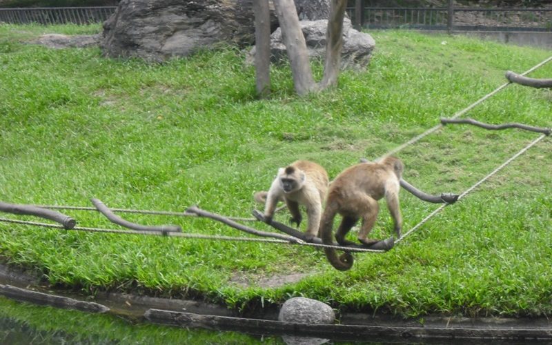 Monos en el Parque del Este de Caracas
