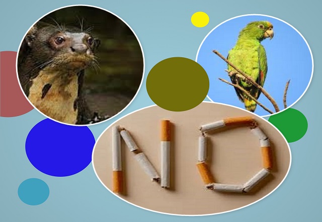 Efemérides del 31 de Mayo: Día de No Fumar o Sin Tabaco - Día del Loro y Día de la Nutria