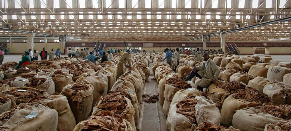 Tabaco procesado en un almacén de Malawi