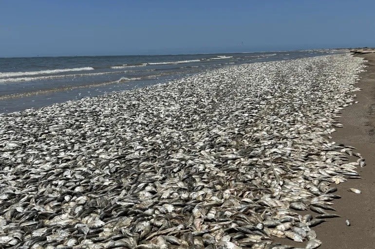 Peces muertos en la costa de Texas