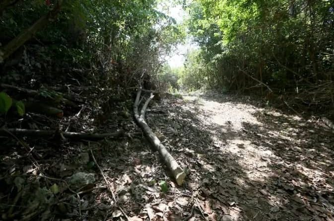 Denuncian construcción de una carretera ecocida en el PN Morrocoy