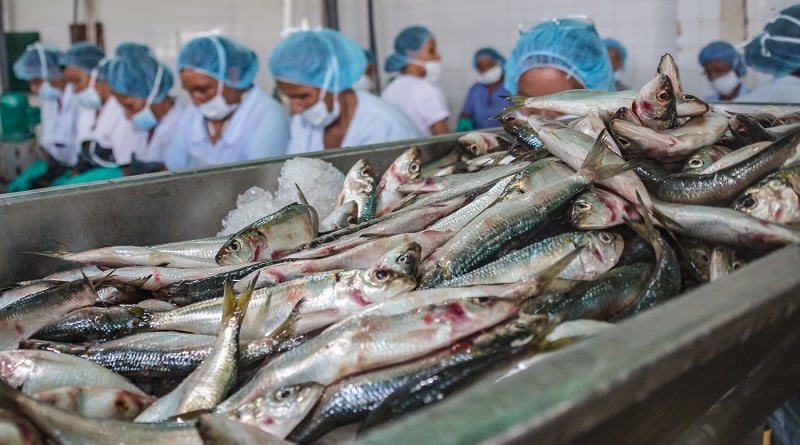 Procesamiento de sardinas en Cumaná