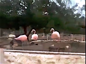 Los flamencos del zoológico del Centro Penitenciario de Tocorón