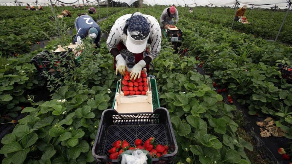 Migrantes trabajan como obreros agrícolas en España y en otros países