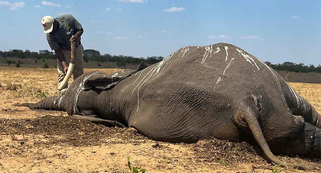 160 elefantes mueren en Zimbabue producto de la intensa sequía