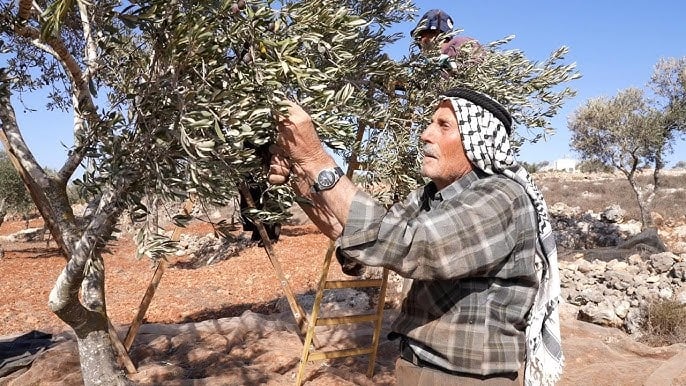 Un agricultor de Cisjordania cosecha aceitunas, un oficio ancestral de la población de Palestina